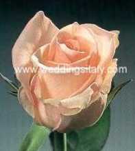 Pink Renate