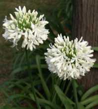 AGAPANTHUS DONAU Africanus white