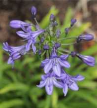 AGAPANTHUS DONAU Campanulatus