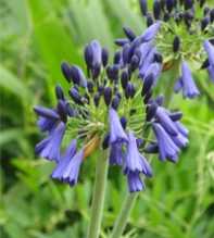 AGAPANTHUS DONAU Inapertus