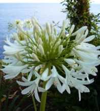 AGAPANTHUS DONAU Praecox white
