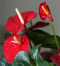 ANTHURIUM Andraeanum