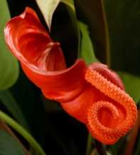 ANTHURIUM Scherzerianum