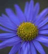 ASTER Koraiensis