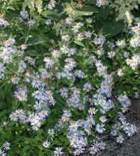 ASTER Ageratoides