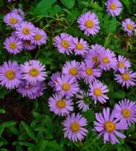 ASTER Alpinus