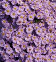 ASTER Amellus
