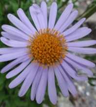 ASTER Flaccidus