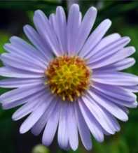 ASTER Tataricus