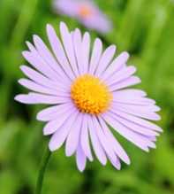 ASTER Tongolensis