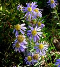 ASTER Willkommii