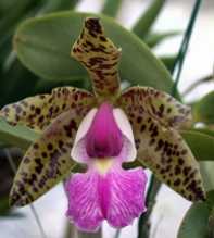 Aclandiae