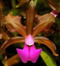 Bicolor