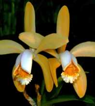 Forbesii
