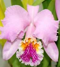 Mossiae