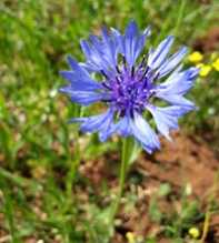 CENTAUREA Cyranus
