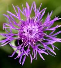 CENTAUREA Jacea