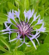 CENTAUREA Montana