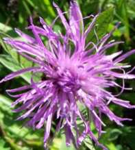 CENTAUREA Scabiosa