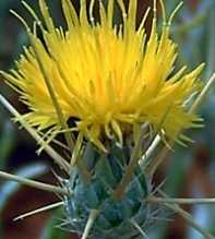 CENTAUREA Solstitialis
