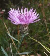 CENTAUREA Stoebe