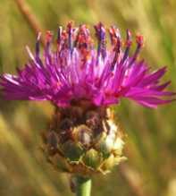 CENTAUREA Ucriae
