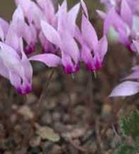CYCLAMEN Rohlfsianum