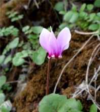 CYCLAMEN Africanum