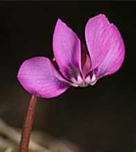 CYCLAMEN Parviflorum