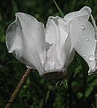 CYCLAMEN Intaminatum