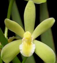 Chloranthum