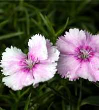 Alpinus