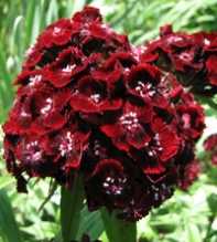 Barbatus red