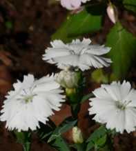 Chinensis