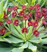 Atropurpurea