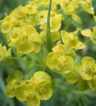 Cyparissias