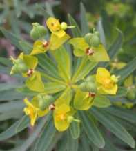 Dendroides