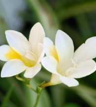 FREESIA Alba