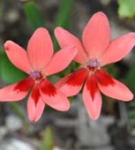 FREESIA Laxa Red