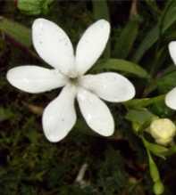 FREESIA Laxa White