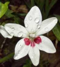 FREESIA Laxa White Red