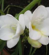 FREESIA Refracta