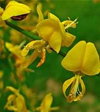 GENISTA Aetnensis