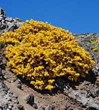 GENISTA Benehoavensis