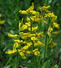 GENISTA Germanica