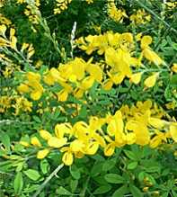 GENISTA Stenopetala