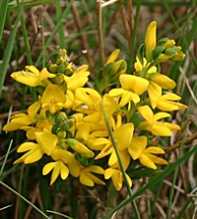 GENISTA Anglica
