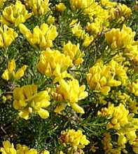 GENISTA Linifolia