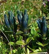 GENTIANA Glauca