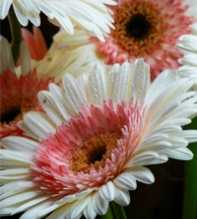 GERBERA Daisy two Colors
